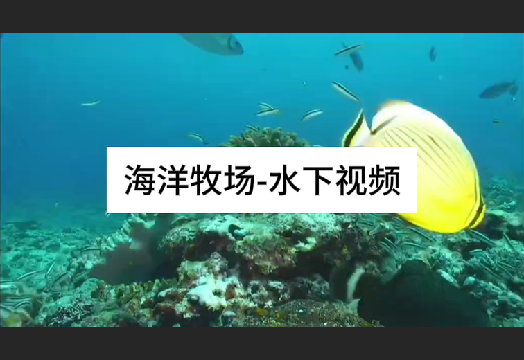 海洋牧场-水下视频